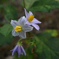 ワタ,綿毛,ワルナスビ,メハジキ,キジョランの綿毛の画像