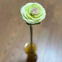 葉牡丹,葉牡丹,キャベツ,一輪挿し,アブラナ科の画像