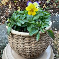 パンジー,ビオラ,レースラベンダー,ビオラ・パンジー,病院の待合ロビーの画像