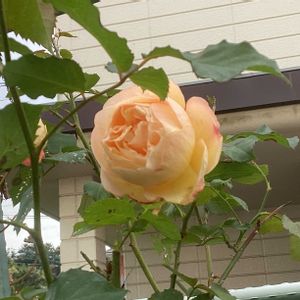 ガーデニング,ウッドデッキ,初雪,多肉箱,多肉のお 引っ越しの画像