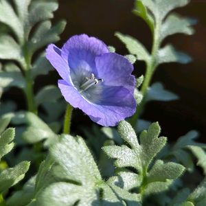 ネモフィラ・プラチナラベンダー,開花,けーpic祭,φ( •ω•́  )ﾌﾑﾌﾑ...ﾍﾑﾍﾑ ﾚﾝﾚﾝの画像