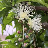 サガリバナの画像