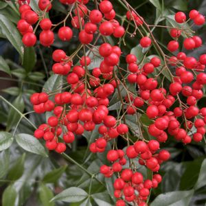 南天の 実,花が好き,無農薬❤家庭菜園,野菜が好きの画像