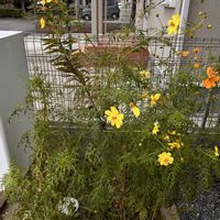 キバナコスモスの画像