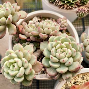 マッチメーカー,多肉植物,エケベリア属,多肉大好き,多肉中毒の画像