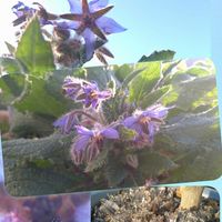 ボリジ,柚子,実生,ブルーのお花,SDGsの画像