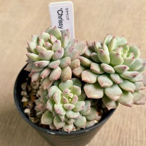 クリッシーNライアン,多肉植物,エケベリア属,多肉大好き,多肉中毒の画像