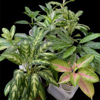 アグラオネマ,アグラオネマたち♪,有難うございました✨,葉水,斑入り葉っぱの画像