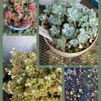 ガーデンシクラメン,ブロウメアナ,白雪ミセバヤ,茜の塔錦の画像