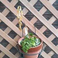 雪割草,寒ワラビ,山野草,駐車場,冬本番の画像