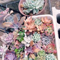 マユハケオモト,初恋,高砂の翁,薄化粧,多肉色々の画像