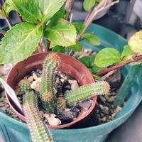 神刀,ヒモサボテン,白檀 紐サボテン,紐サボテン,ラグランジア ブライダルシャワーの画像