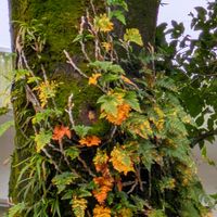 紅葉,シダ,シダ植物,山野草,季節を楽しむの画像