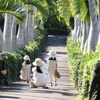 トックリヤシの画像