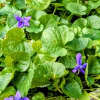 ニオイスミレ,ニオイスミレ,アツバスミレ♪,寒い朝,アツバスミレの画像