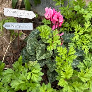 アネモネ,アネモネ,シクラメン,ガーデンシクラメン,球根の画像