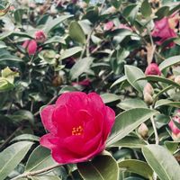 ツワブキ,ブライダルベール,水仙,赤い山茶花,ヤブランのブラックルビーの画像