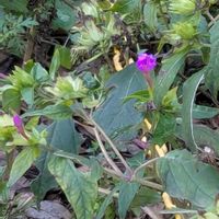 オシロイバナ,ローズマリー,ヒメムラサキハナナ,ちっちゃいものクラブ,オシロイバナ愛好家友の会の画像