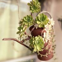 ブロウメアナ,みどり牡丹,アーモンドネックレス,レモネード,桜月の画像