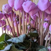 シクラメン,ピレア,ピレアカディエレイ(アルミニュームプランツ),山茶花（サザンカ）,ピレア (アサバソウ)の画像