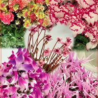 シクラメン,シクラメン ピポカ,シクラメン フェアリーピコ,シクラメン ビクトリア,シクラメン ピーコックの画像