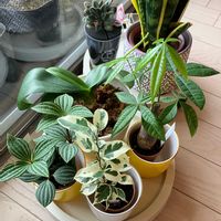 パキラ,ベンジャミン,ミディ胡蝶蘭,ぺぺロミア,サンスべリアの画像