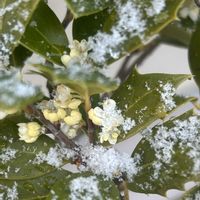 ヒイラギ,冬の花, ゆき  ,花ブローチ倶楽部,東北人花の会の画像