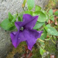 サフィニアの画像