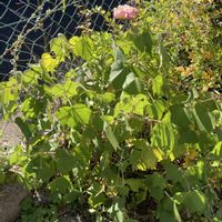 フヨウ,フヨウ,フヨウ,フヨウ,山野草の画像