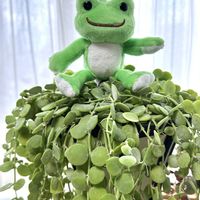 ポトス,ディスキディア,ポトスマーブルクイーン,ディスキディア ヌンムラリア,多肉植物の画像