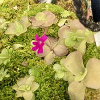 ムシトリスミレ,ピンギキュラ,食虫植物,庭の画像