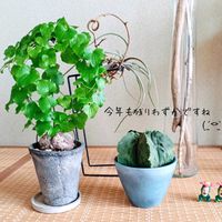 サボテン,アフリカ亀甲竜,複稜碧瑠璃鸞鳳玉,多肉植物,観葉植物の画像
