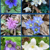 カタクリ,キクザキイチゲ,シクラメン,ショウジョウバカマ,シラネアオイの画像