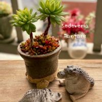 ファンファーレ,多肉植物,多肉植物寄せ植え,普及種,多肉寄せ植えの画像