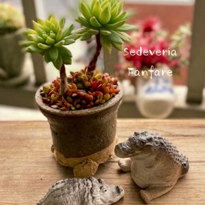 ファンファーレ,多肉植物,多肉植物寄せ植え,普及種,多肉寄せ植えの画像