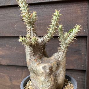 パキポディウム,パキポディウム エニグマチカム,多肉植物,塊根植物,コーデックスの画像