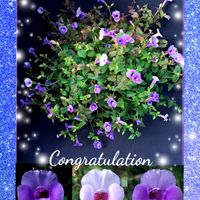 ワスレナグサ,ミオソティス,PWスーパートレニアカタリーナブルーリバー,PW スーパートレニアカタリーナアイスリバー,繋がりに感謝✨の画像