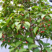 シマトネリコ,ガジュマル,胡蝶蘭,デンドロビューム,ソヨゴの画像