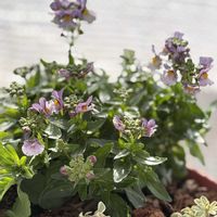 ネメシア,シレネ・ユニフローラ,シレネ・ユニフローラ,ネメシア　ブルーベリーパイ,ネメシア　ブルーベリーパイの画像