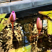 熱帯スイレン,庭の画像