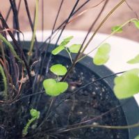 アジアンタム,小さい子が出てきた!,来年、大きくなれ!,葉っぱがモサモサになったらいいな(^ー^),葉っぱの画像