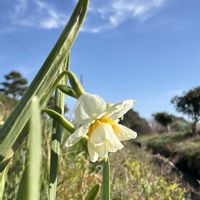 サニーレタス,ビタミン菜の画像