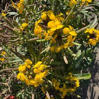 エニシダの画像