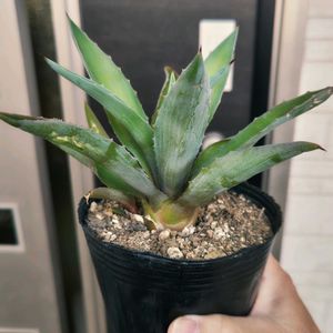 アガベ,多肉植物,観葉植物,ガーデニング,グリーンの画像