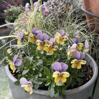 カレックス,ビオラ,ミスキャンタス,カレックス フロステッドカール,にゃんにゃんぽこにゃんの画像