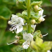 バジル,バジリコ,目箒,ハーブ,メボウキの画像