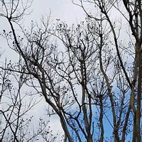 サルスベリの画像