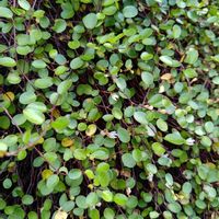 ワイヤープランツの画像