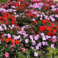 インパチェンスの画像