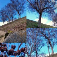 サルスベリ,ブルーベル,GSのみなさんに感謝♡,美しく青きドヨウ,繋がりに感謝ღღの画像